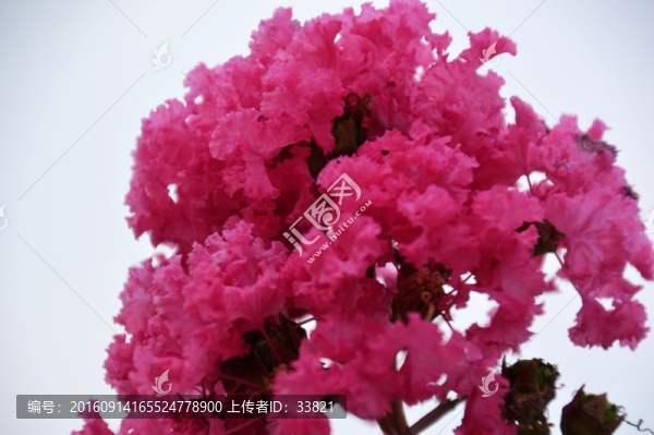 紅花