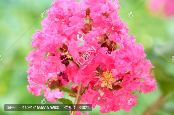 紅花