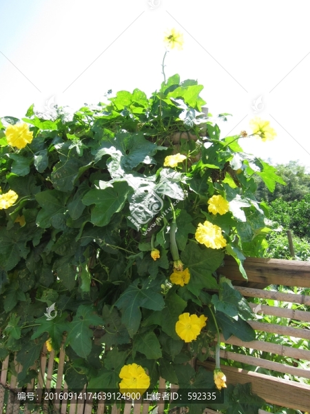 鮮花