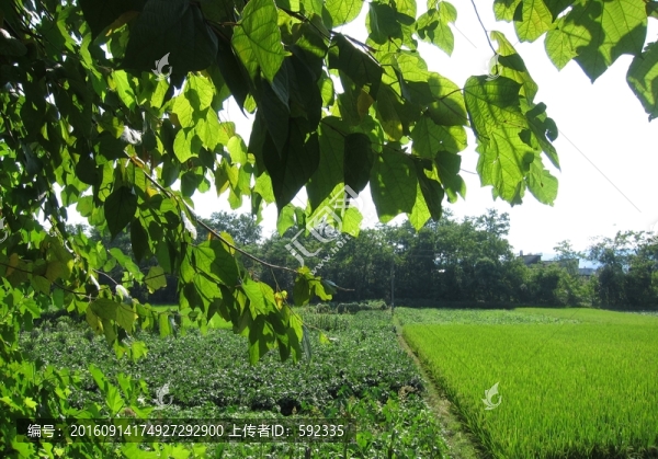 田園