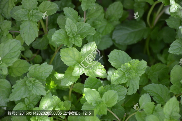 薄荷