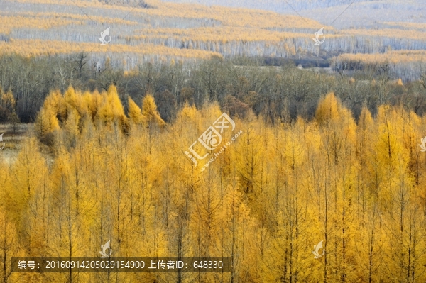 松林秋景