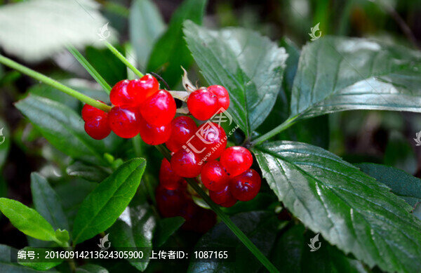 紅豆