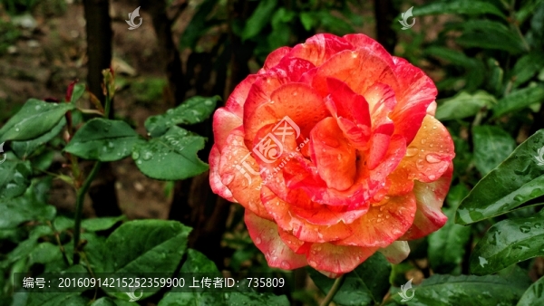 一朵紅花