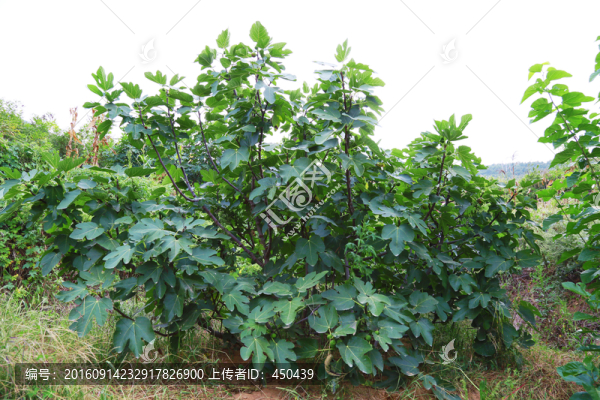無(wú)花果樹(shù)