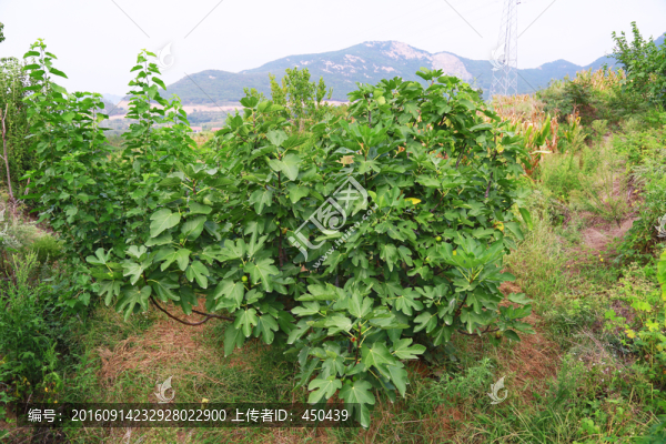 無(wú)花果樹(shù)