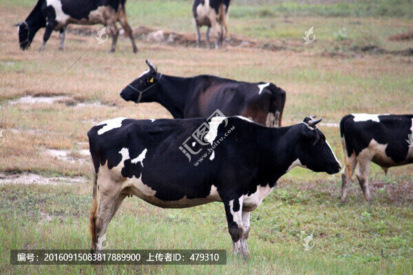 牛,奶牛,牛群,草原,牧區(qū)