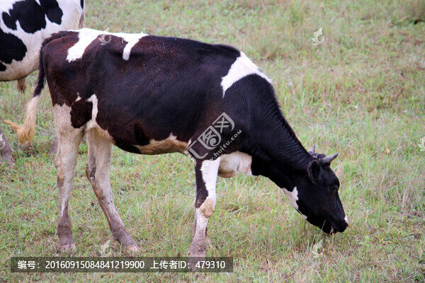 牛,奶牛,牛群