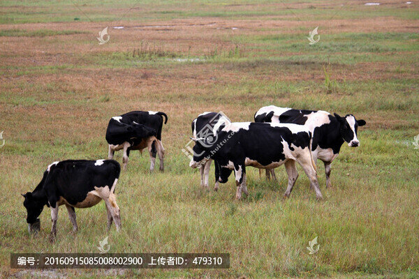 牛,奶牛,牛群,草原,牧區(qū)