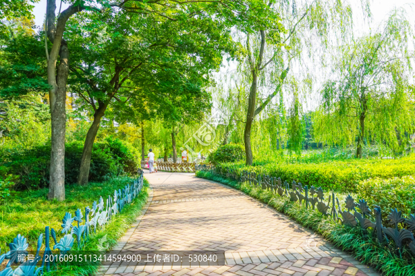 公園樹林小路