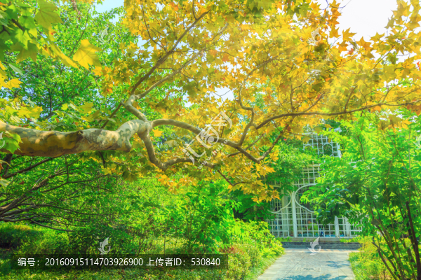 公園樹林小路