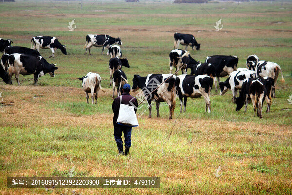 牛,奶牛牛群,草原,牧區(qū),內蒙
