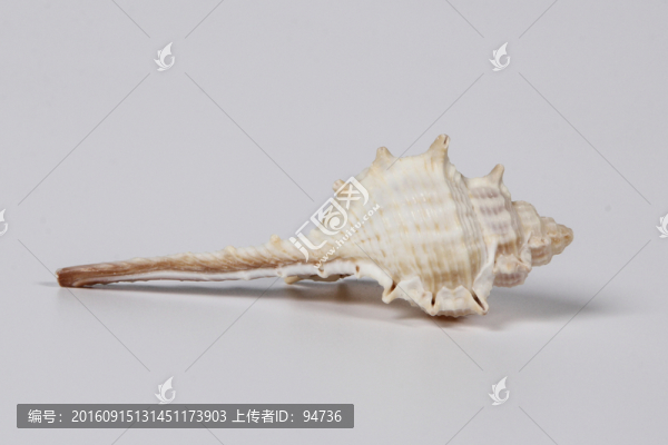 女巫骨螺