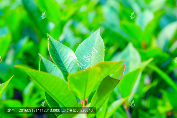 綠葉
