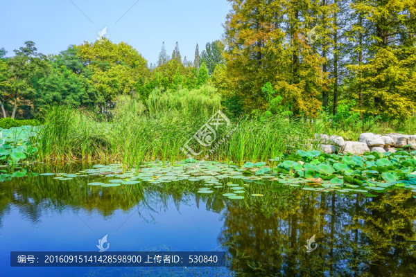 池塘濕地