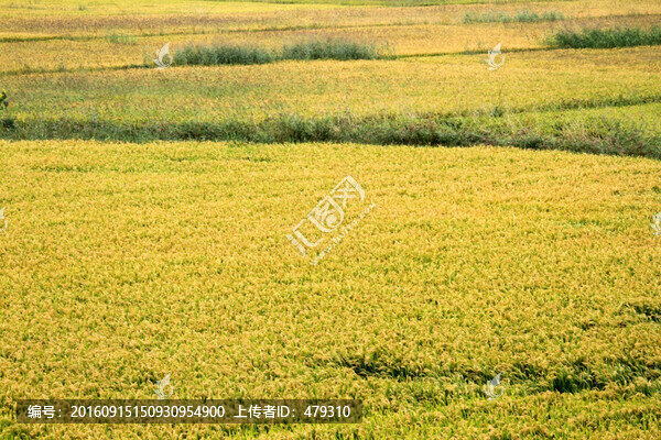 水稻田,稻子,稻穗