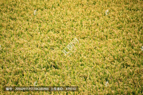 水稻田,稻子,稻穗,鳥瞰,俯視