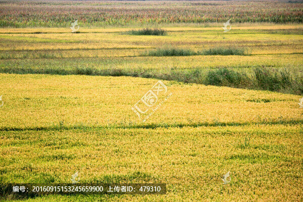 水稻田,稻子,稻穗,鳥(niǎo)瞰,俯視