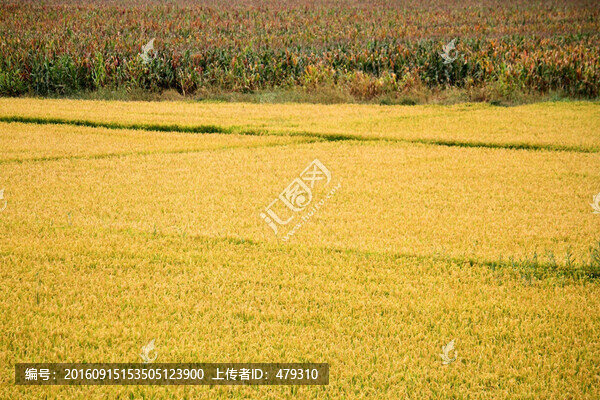 水稻田,稻子,稻穗