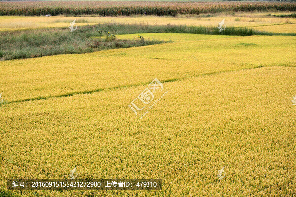 水稻田,稻子,稻穗,鳥瞰