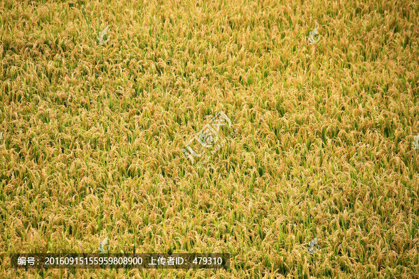 水稻田,稻子,稻穗,鳥瞰,俯視
