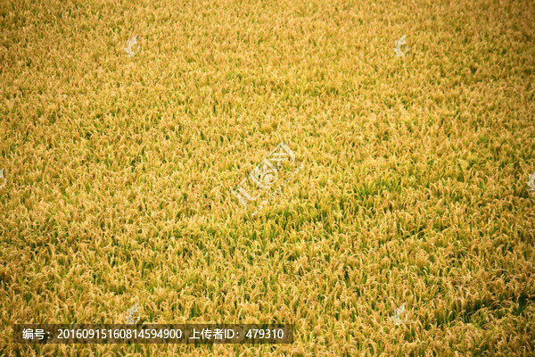 水稻田,稻子,稻穗