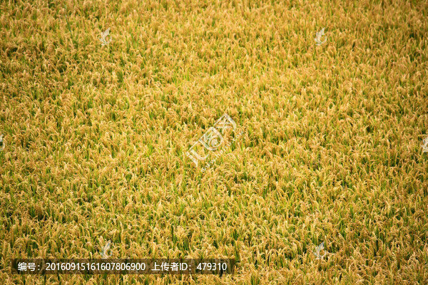 水稻田,稻子