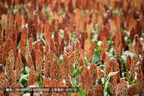 紅高粱,高粱