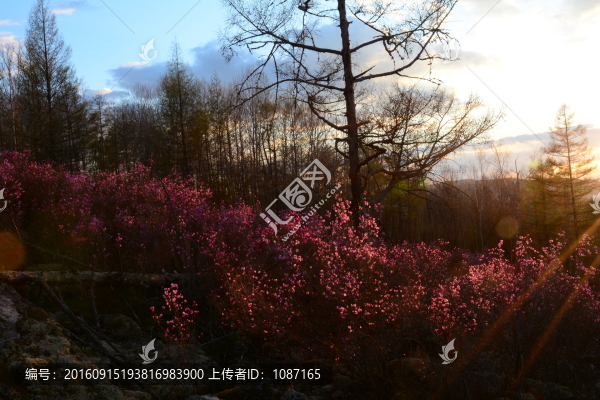 杜鵑花