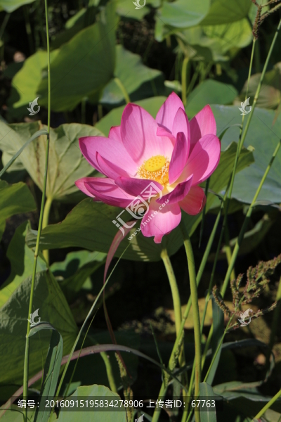 粉色蓮花