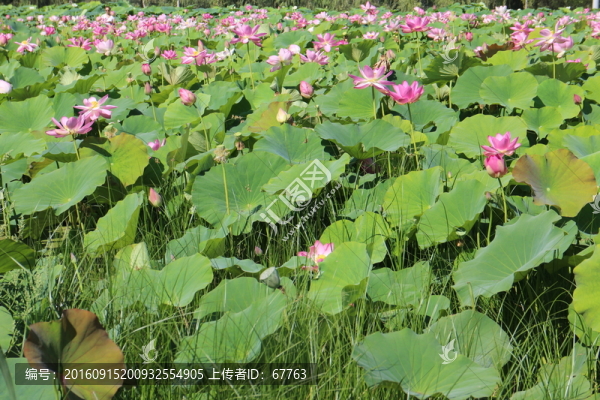 荷花