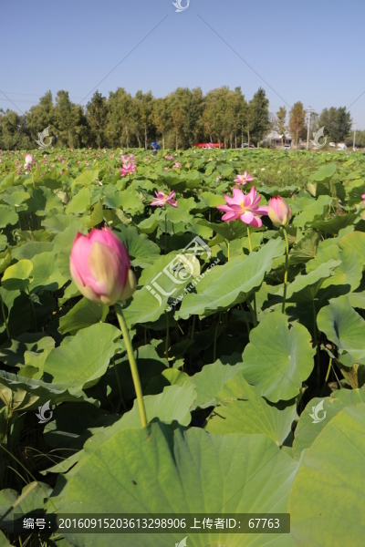 荷花盛開