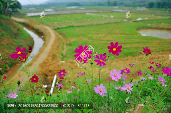 格?；? title=