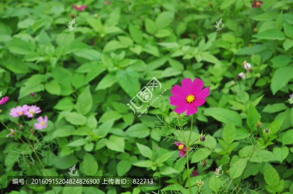 格?；? title=