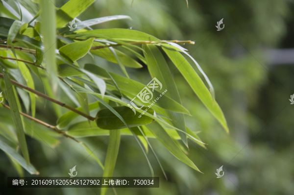 竹葉