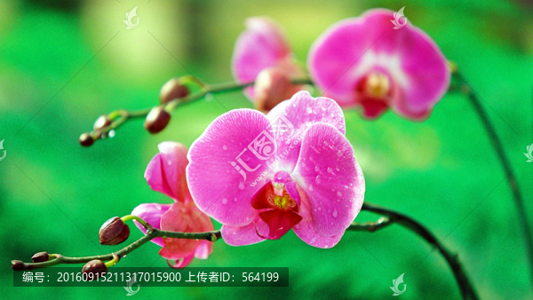 粉紅色的蝴蝶蘭花