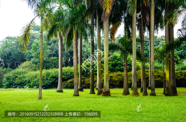 陽光樹林草地