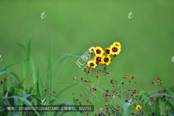 山間野花