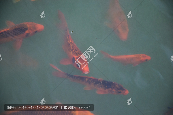 金魚
