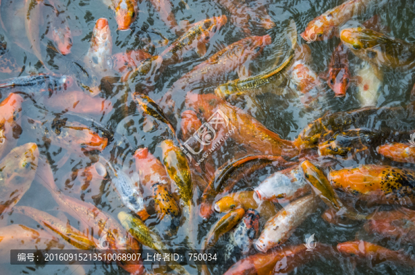 搶食的魚