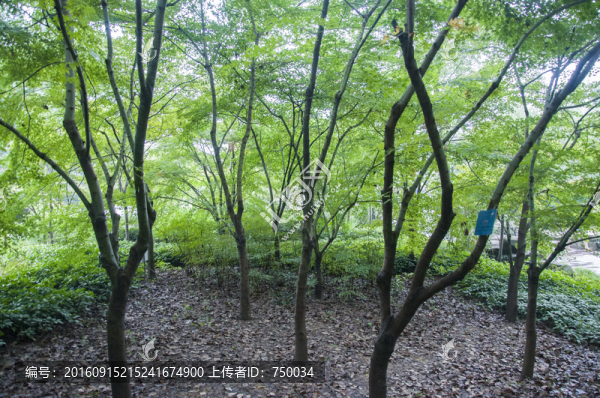 樹林