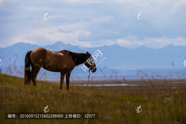 馬