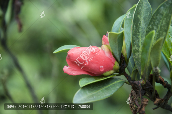 含苞待放
