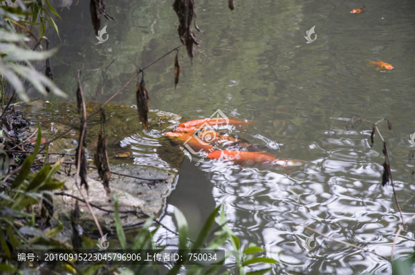 池塘金魚