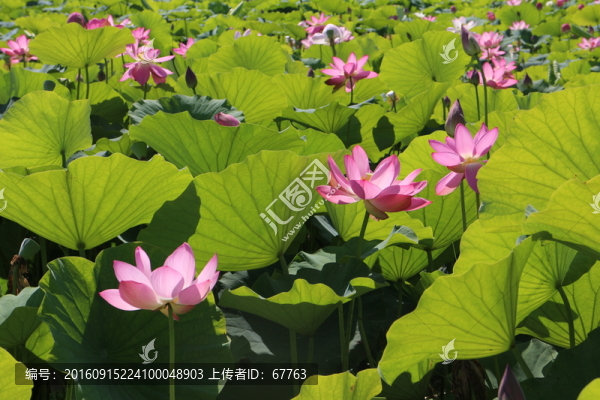 美麗荷花