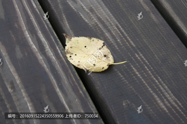 枯葉