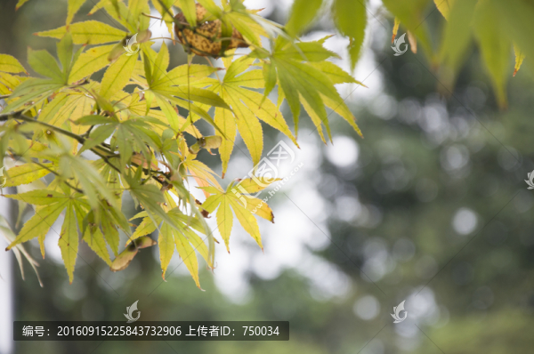 楓葉