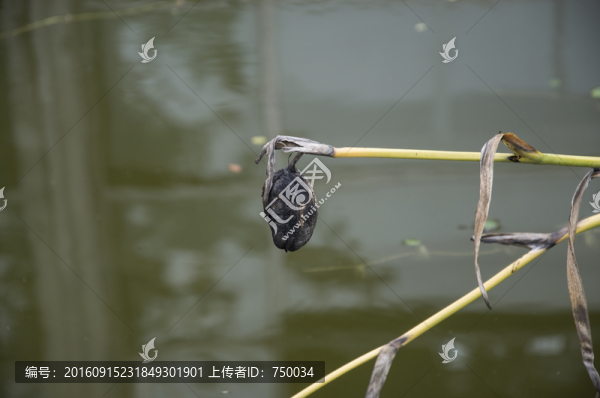 枯萎的草