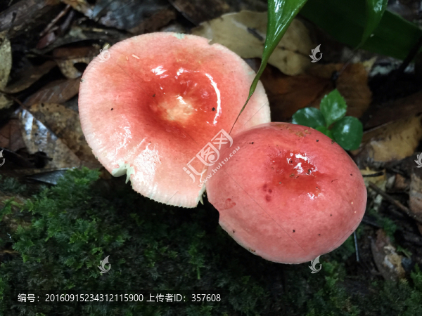 野生紅菇