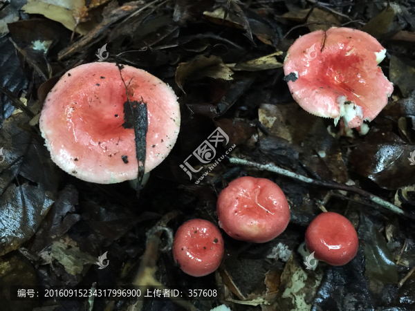 野生紅菇
